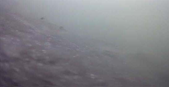 千鳥町ホームセンター横 釣り 東京湾奥 黒鯛 シーバス ハゼ 水中写真