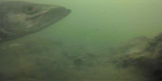 千鳥町ホームセンター横 釣り 東京湾奥 黒鯛 シーバス ハゼ 水中写真