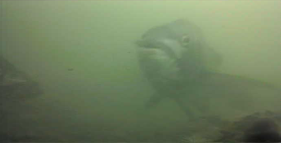 千鳥町ホームセンター横 釣り 東京湾奥 黒鯛 シーバス ハゼ 水中写真