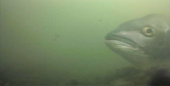 千鳥町ホームセンター横 釣り 東京湾奥 黒鯛 シーバス ハゼ 水中写真