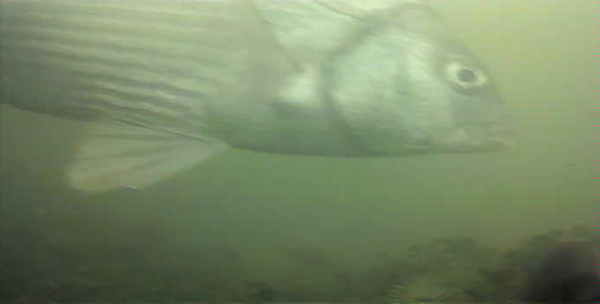 千鳥町ホームセンター横 釣り 東京湾奥 黒鯛 シーバス ハゼ 水中写真