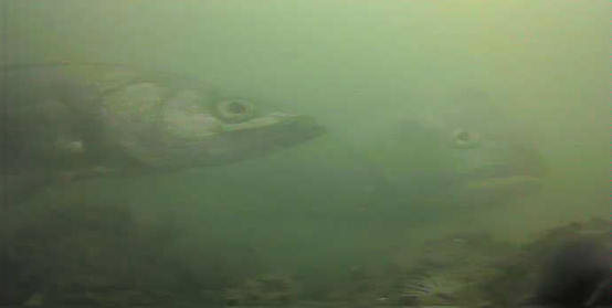 千鳥町ホームセンター横 釣り 東京湾奥 黒鯛 シーバス ハゼ 水中写真