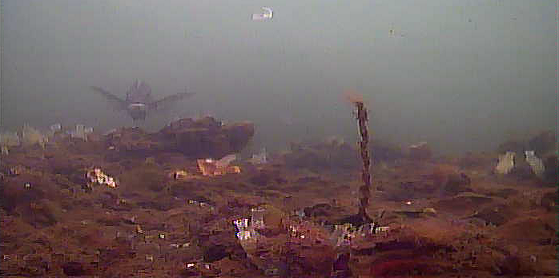 横浜 ポートサイド公園 水中写真