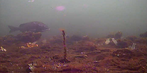 横浜 ポートサイド公園 水中写真