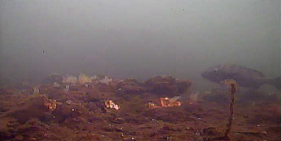 横浜 ポートサイド公園 水中写真