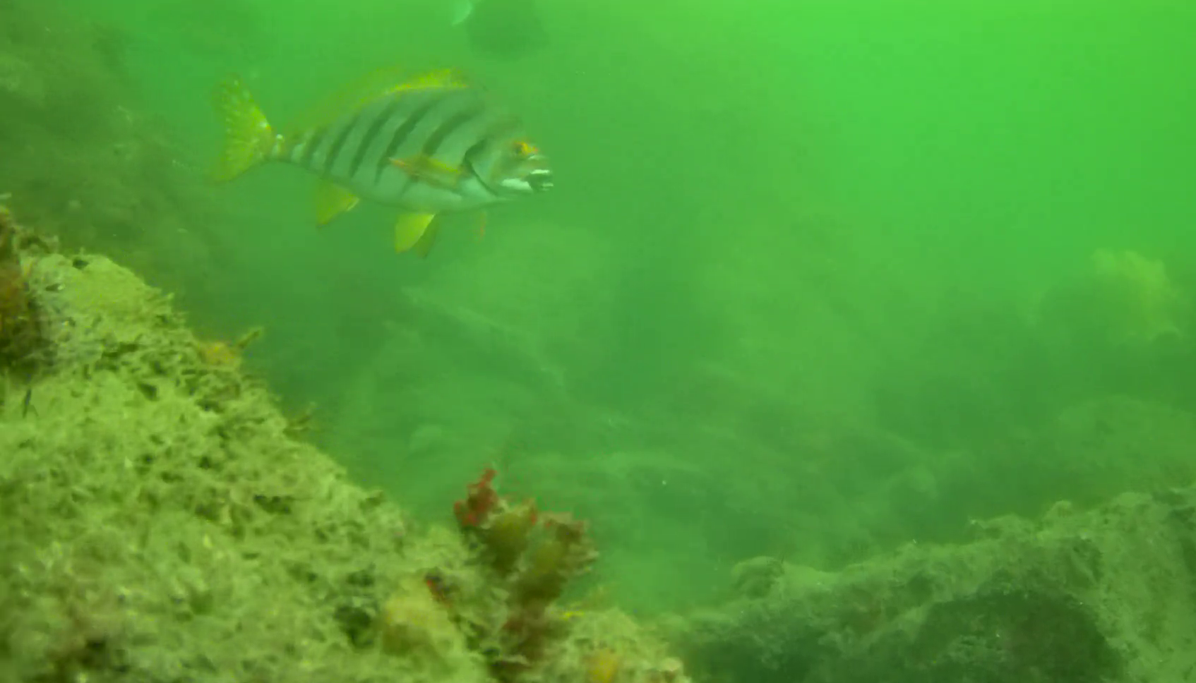 鹿島港魚釣園　釣り　水中映像