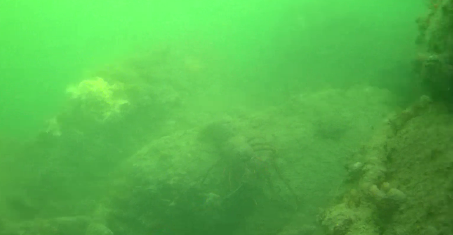 鹿島港魚釣園　釣り　水中映像　イセエビ