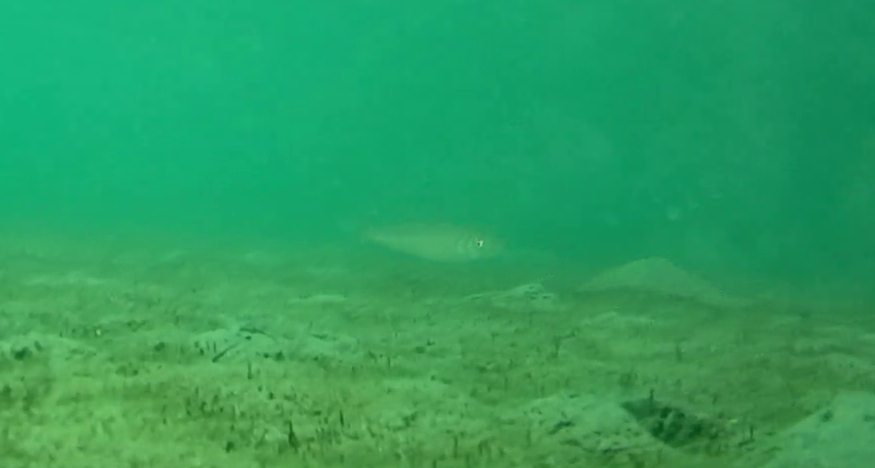 鹿島港魚釣園　釣り　水中映像