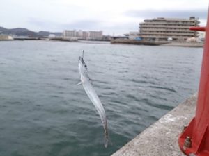 新宿漁港　釣果02