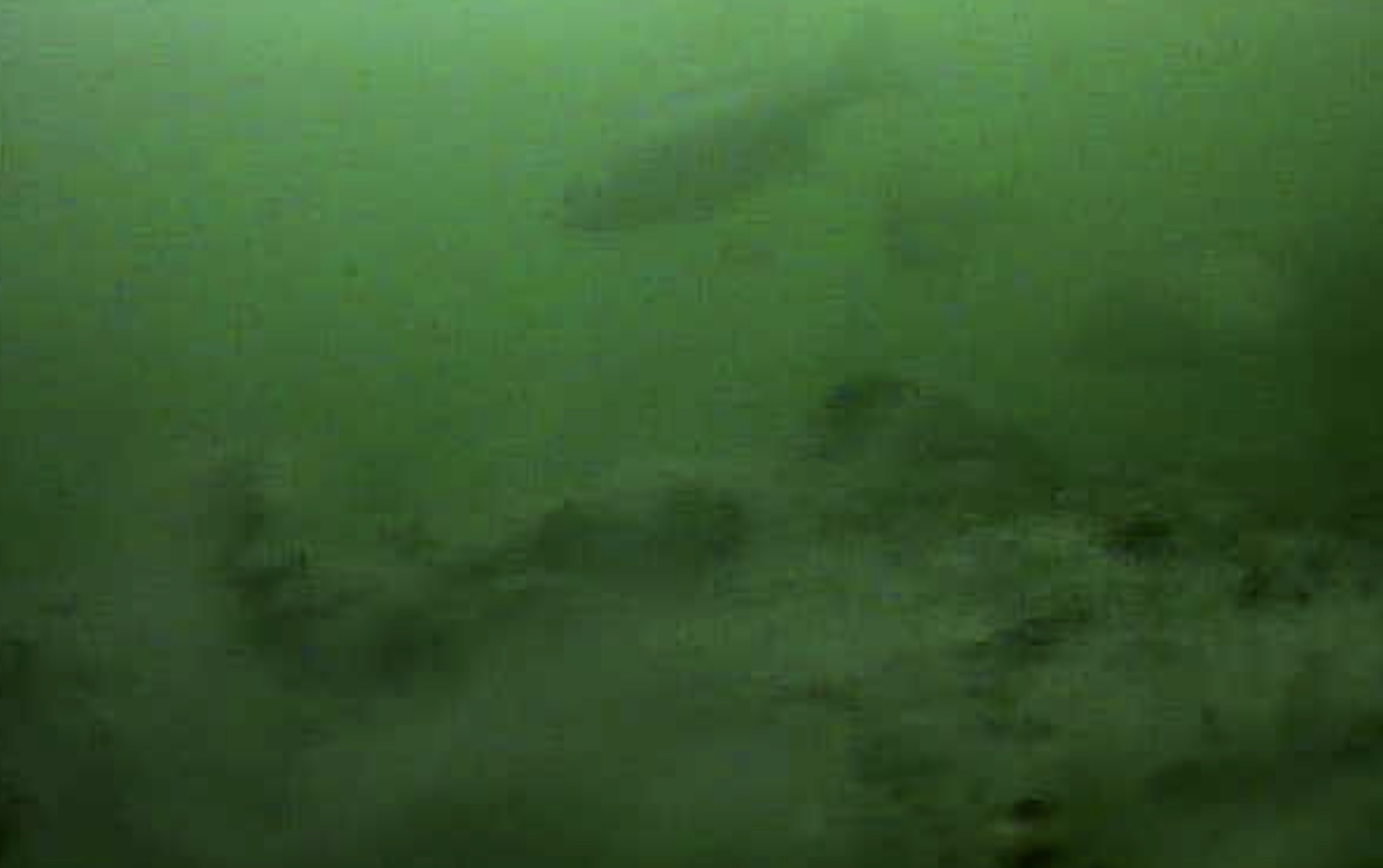 大阪　泉大津橋下　水中写真　クロダイ02