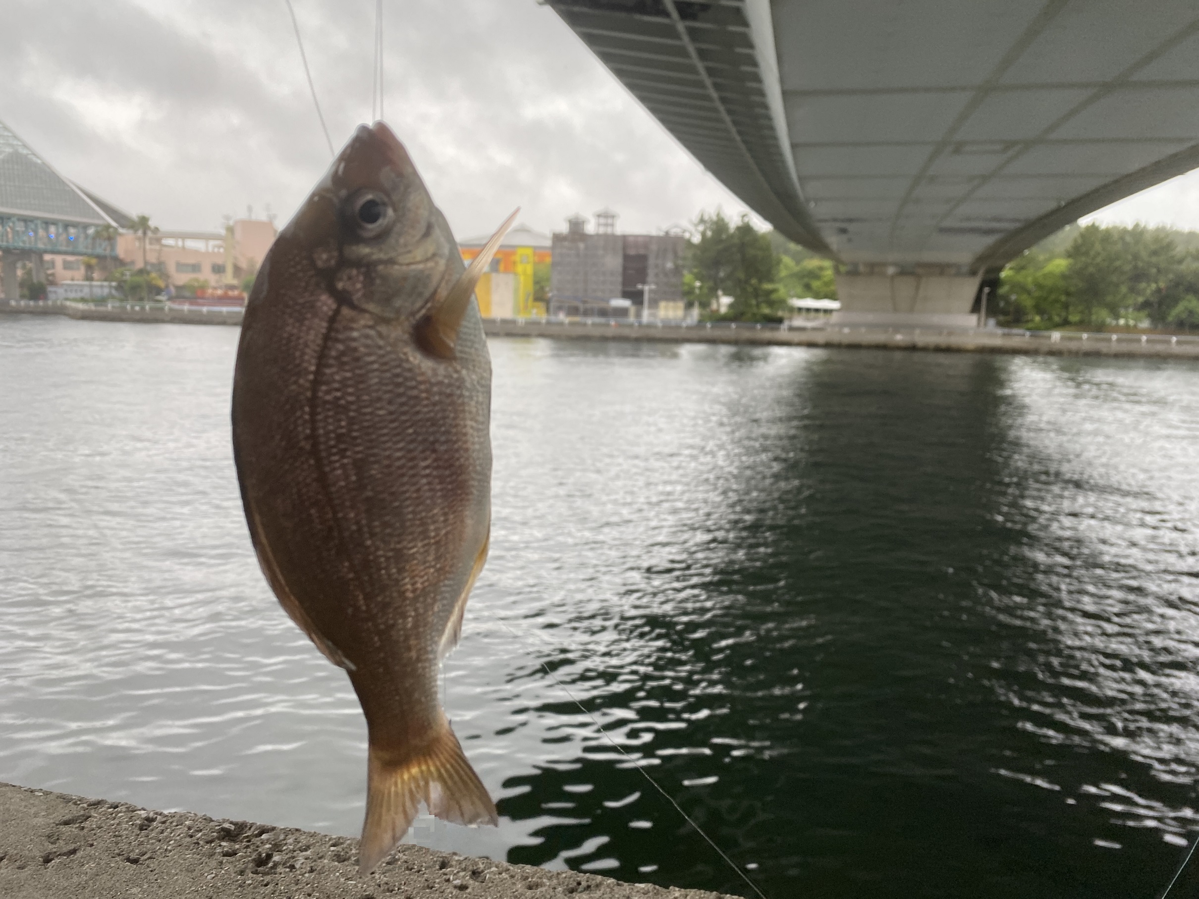 八景島前　釣果