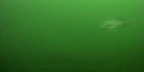 八景島　水中写真　クロダイ