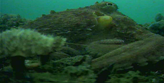 八景島　水中写真　タコ