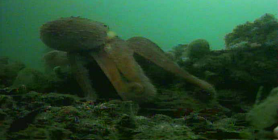 八景島　水中写真　タコ