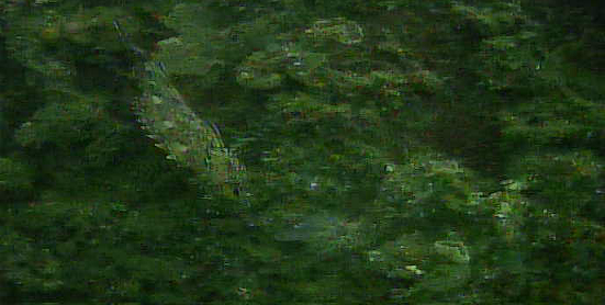 八景島　水中写真　カサゴ