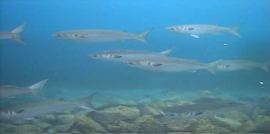 九連港　水中写真01