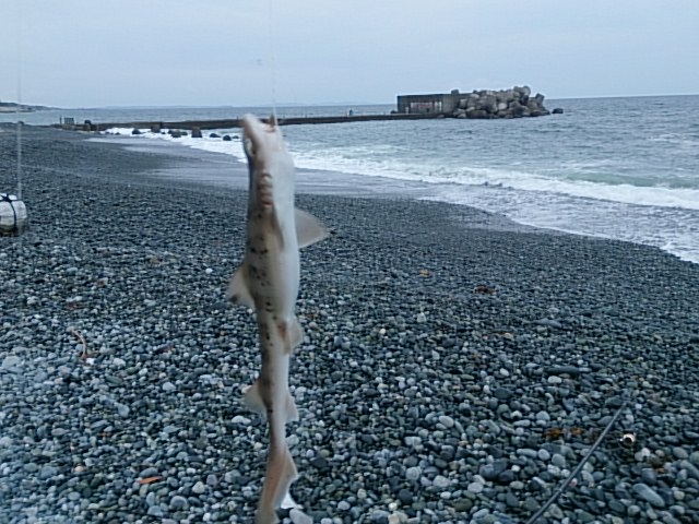 梅沢海岸　釣果　ドチザメ