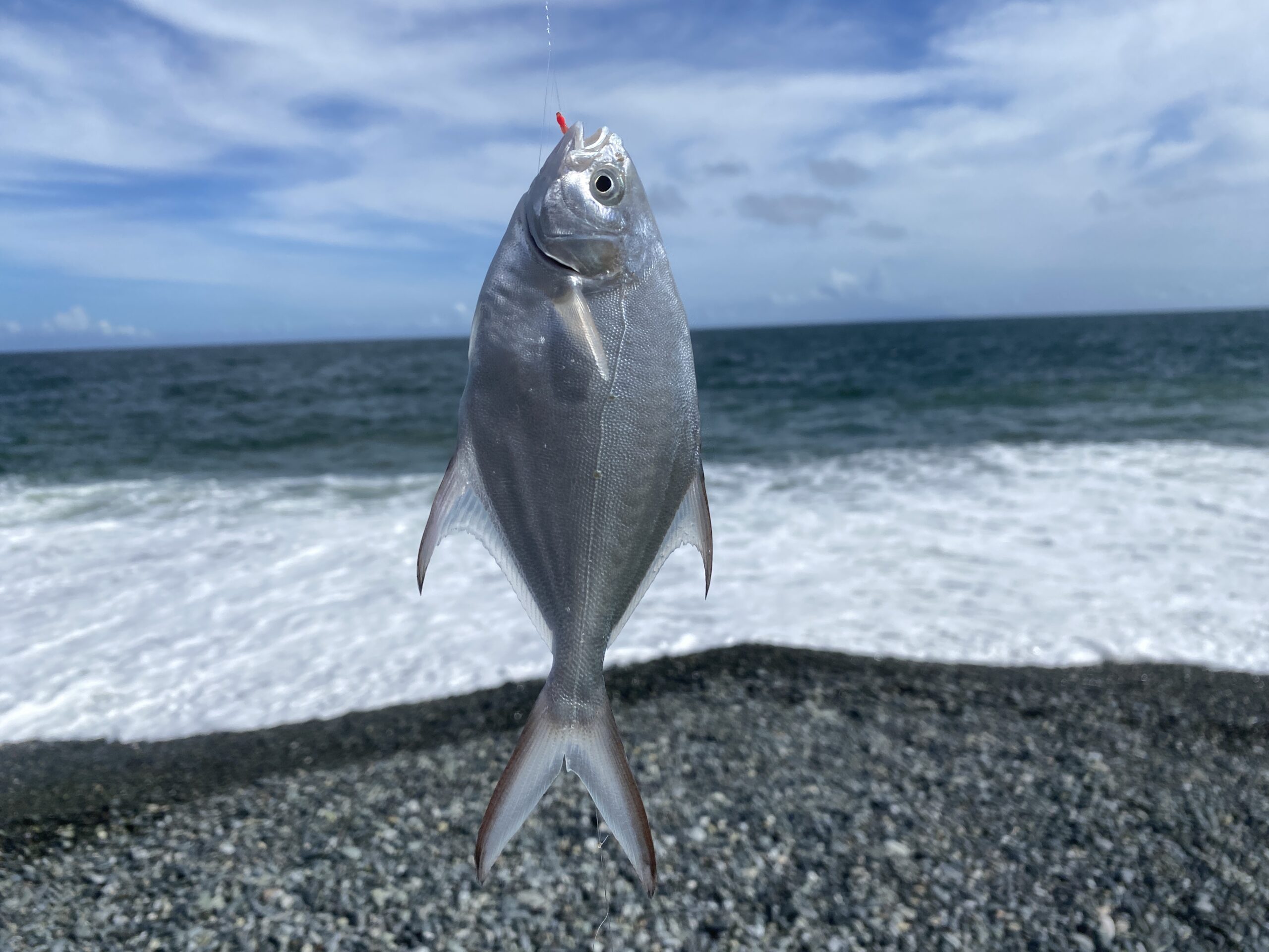 梅沢海岸　二宮海岸　釣果　コバンアジ