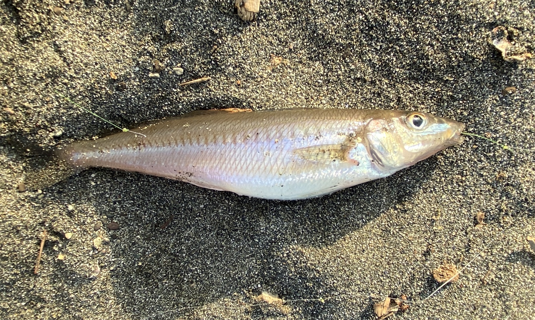 平塚海岸　シロギス
