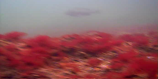 潮風の散歩道 水中写真