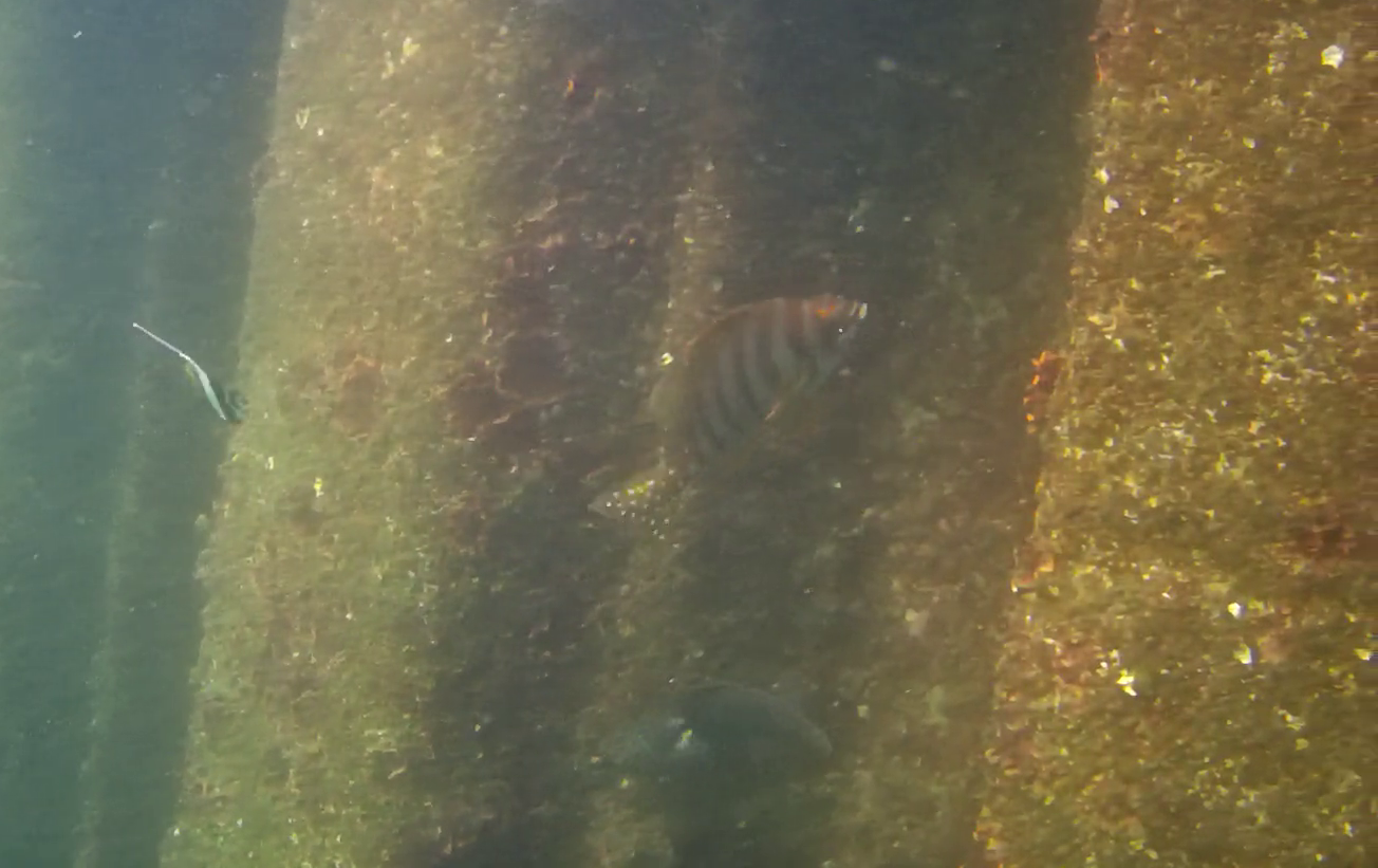 沼津港 釣り 水中映像