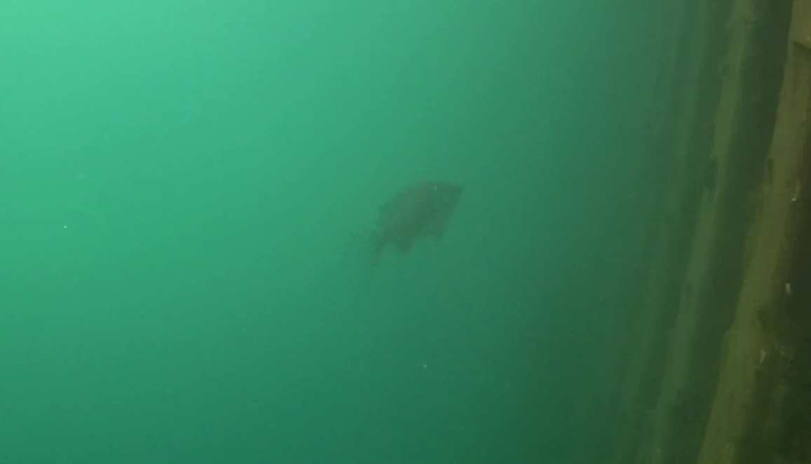 沼津港 釣り 水中映像