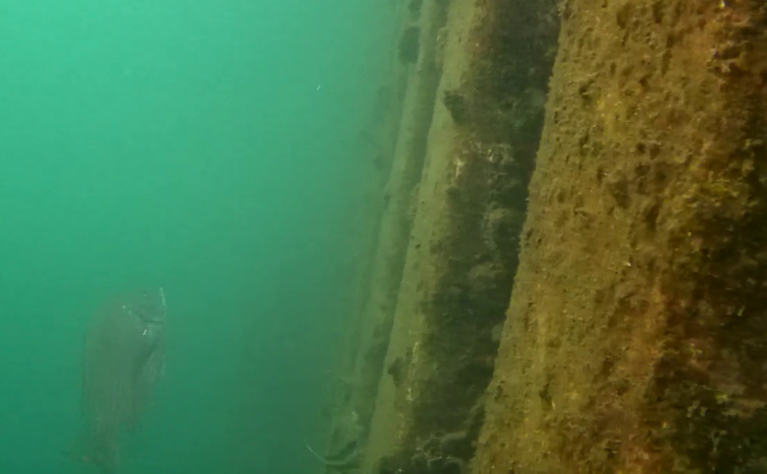 沼津港 釣り 水中映像