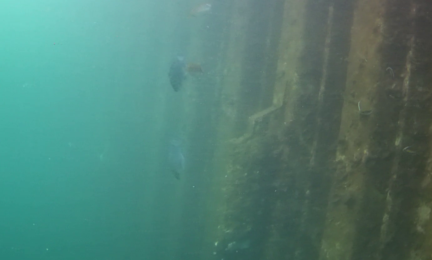 沼津港 釣り 水中映像