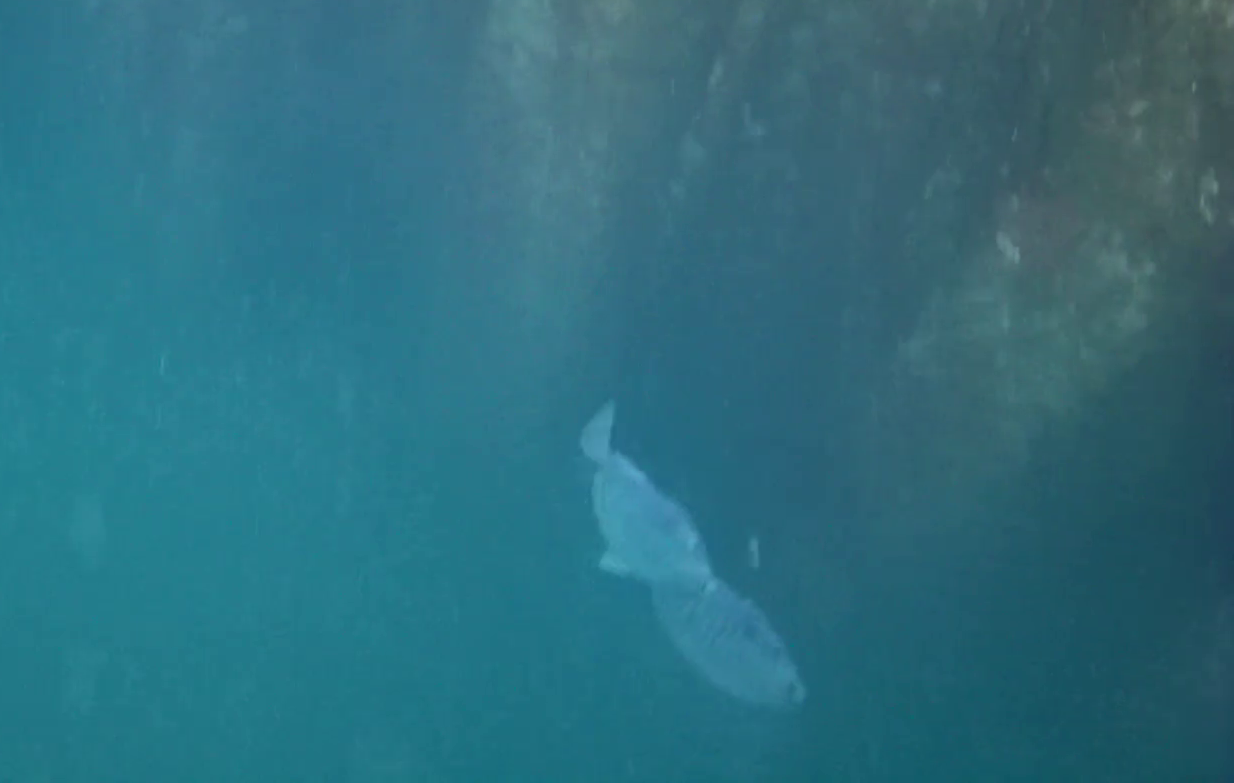 沼津港 釣り 水中映像