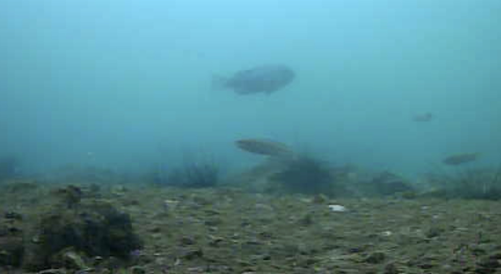 大洋食品前護岸水中写真04