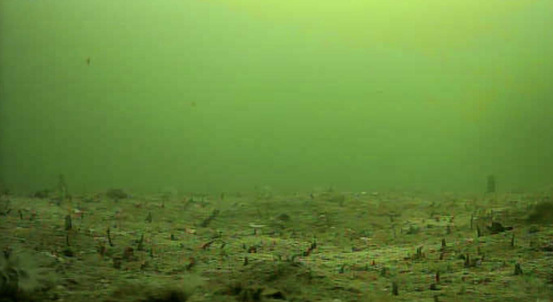 緑が浜エコパーク　水中写真海底