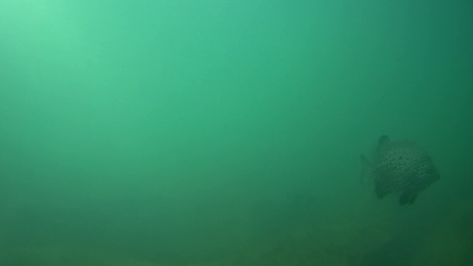 伊良湖港　釣り　水中映像