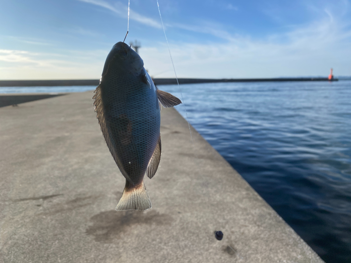 伊良湖港　釣り