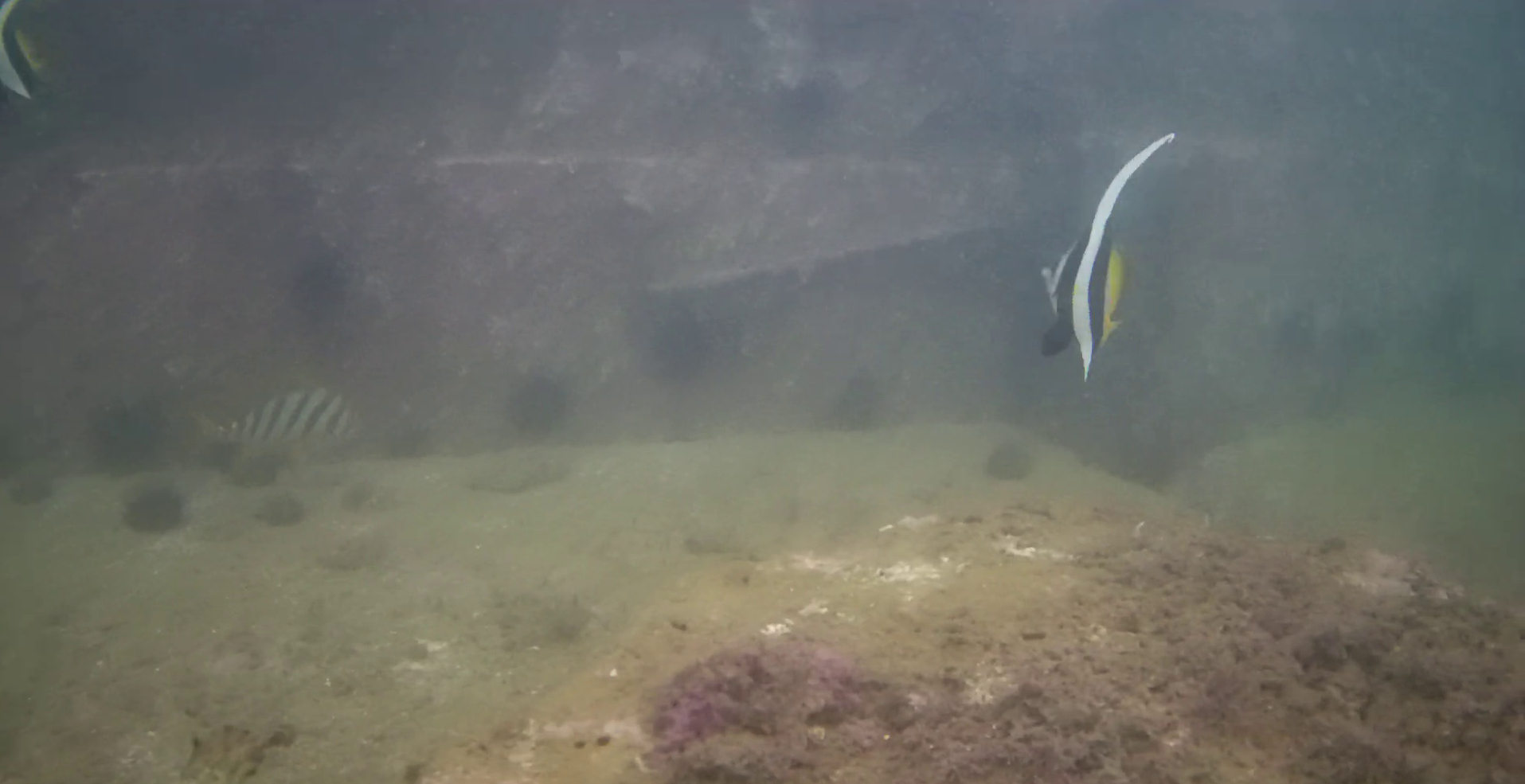伊良湖港　釣り　水中映像