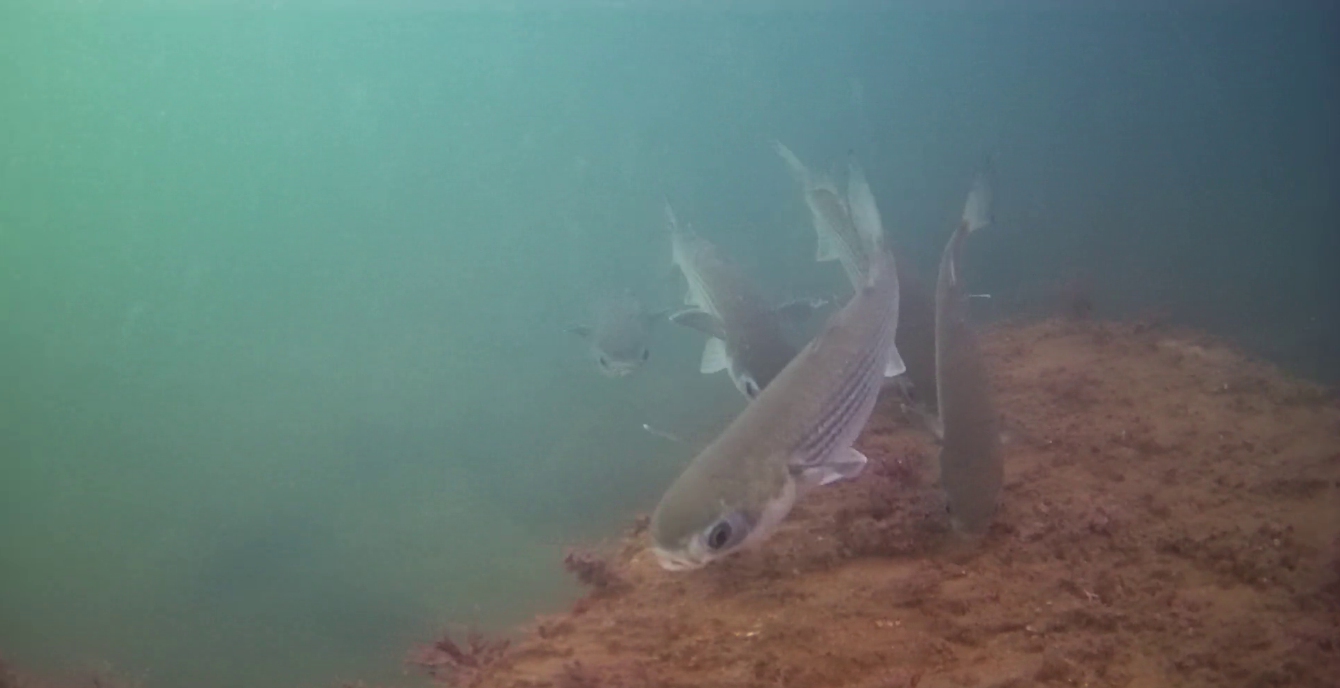 伊良湖港　釣り　水中映像