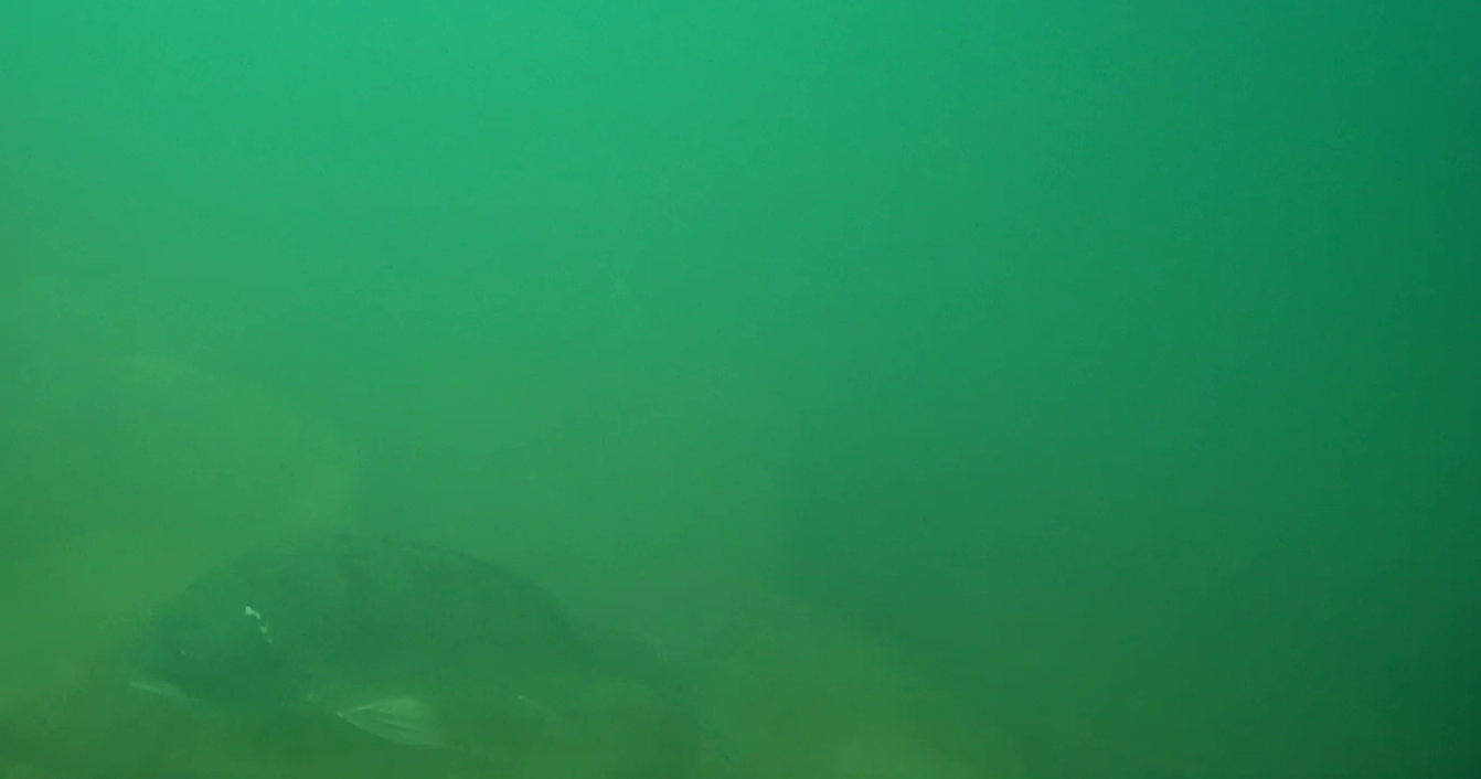 伊良湖港　釣り　水中映像