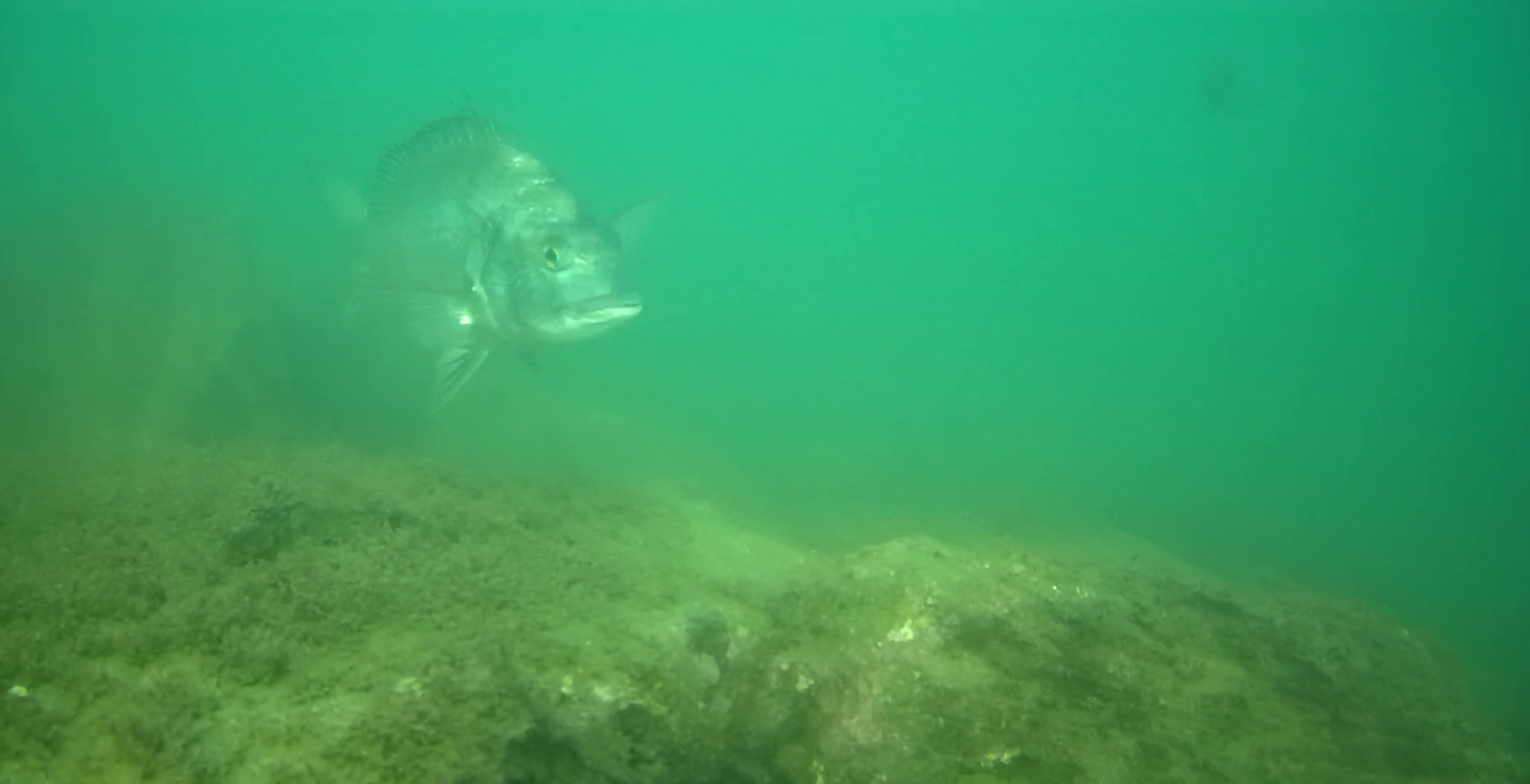 伊良湖港　釣り　水中映像
