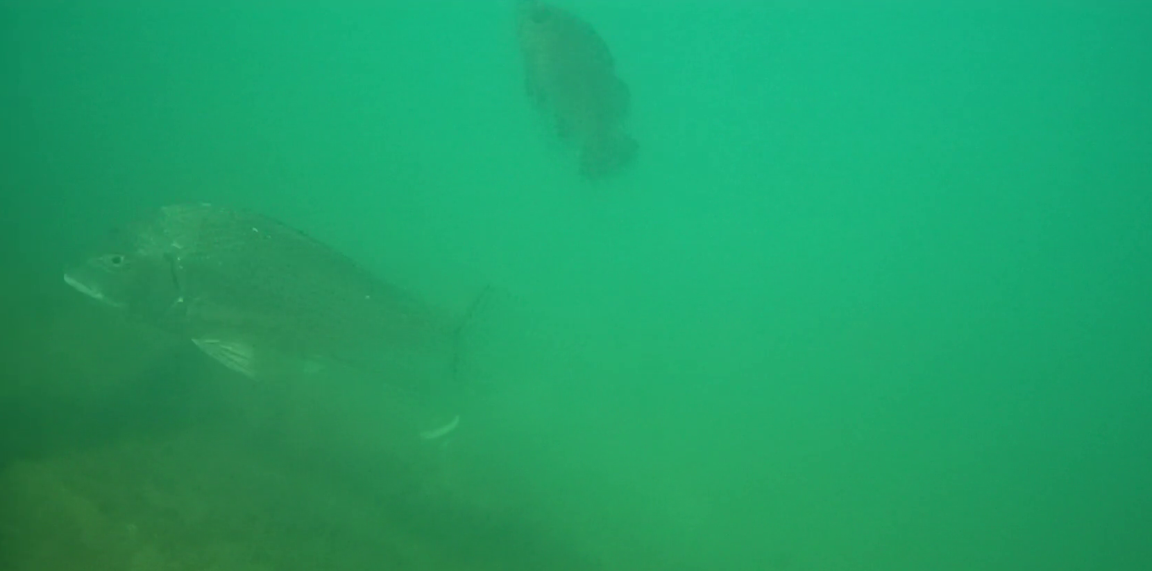 伊良湖港　釣り　水中映像