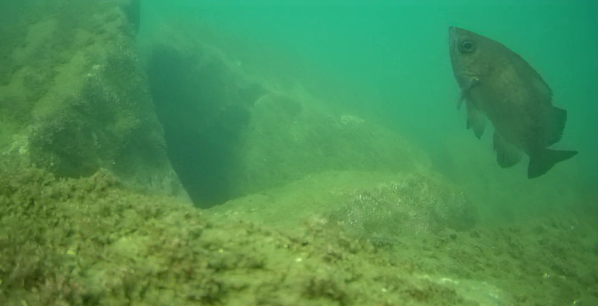 伊良湖港　釣り　水中映像