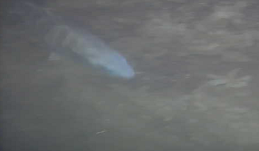 有明北緑道公園　水中写真　謎の魚