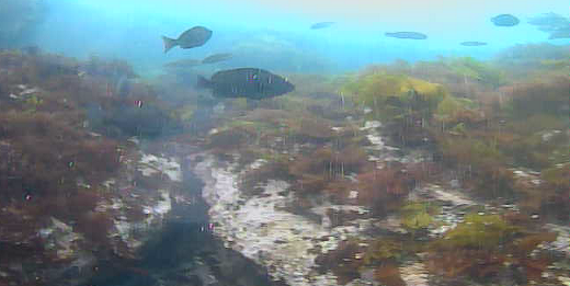 城ヶ島赤羽根崎　水中写真05