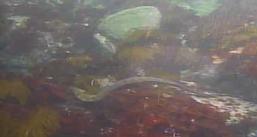 城ヶ島赤羽根崎　水中写真07