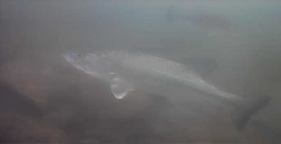 津久井湖 三井大橋下 水中映像 ブラックバス01