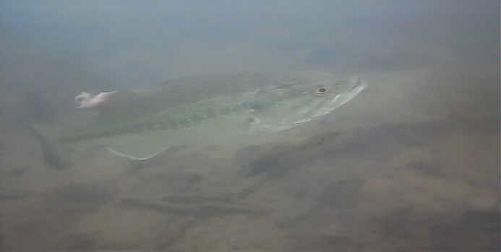 津久井湖　中村ボート横　ブラックバス水中画像06