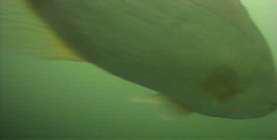 津久井湖　バス釣りポイント　馬渡ワンド　水中映像