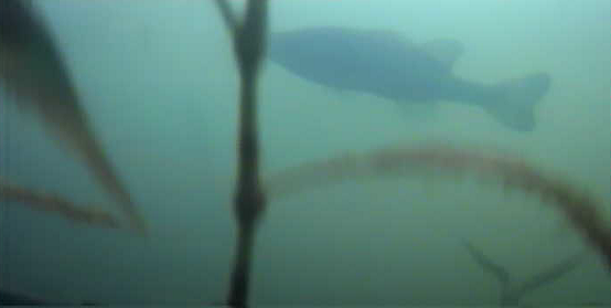 津久井湖　バス釣りポイント　鐘ヶ淵　水中映像