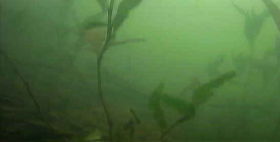 津久井湖　バス釣りポイント　馬渡ワンド　水中映像