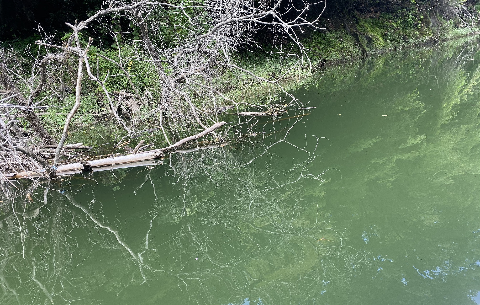 津久井湖　バス釣りポイント　道志川　鉄塔下