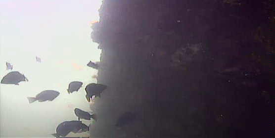 富山　岩瀬漁港　水中映像
