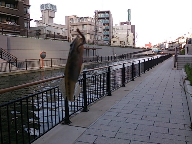 東京湾奥の釣りスポットガイド　東京スカイツリー前（京成橋下）